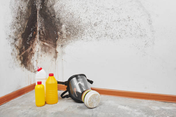 Best Commercial Mold Removal  in Woodall, OK