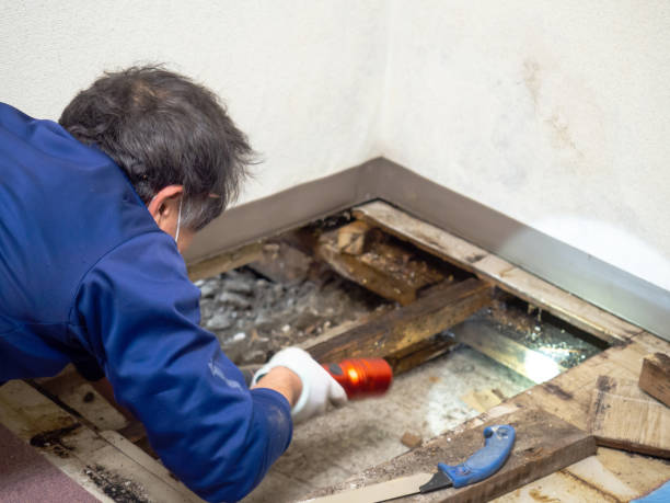 Best Same-Day Mold Removal  in Woodall, OK