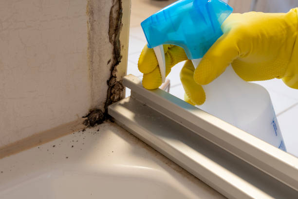 Best Black Mold Removal  in Woodall, OK
