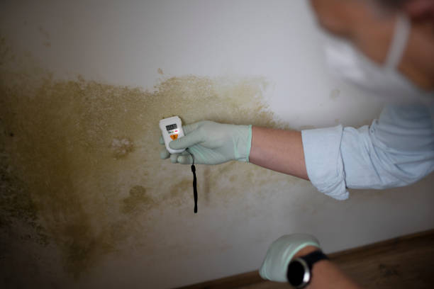 Best Mold Removal Company Near Me  in Woodall, OK