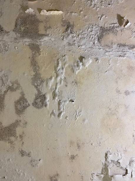 Reliable Woodall, OK Mold Removal Solutions