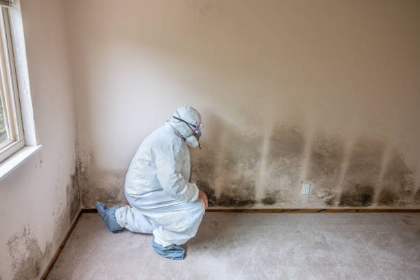 Best Affordable Mold Removal  in Woodall, OK