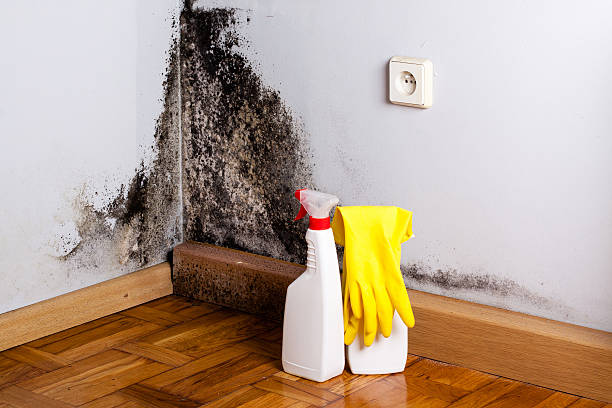 Best Best Mold Removal Companies  in Woodall, OK
