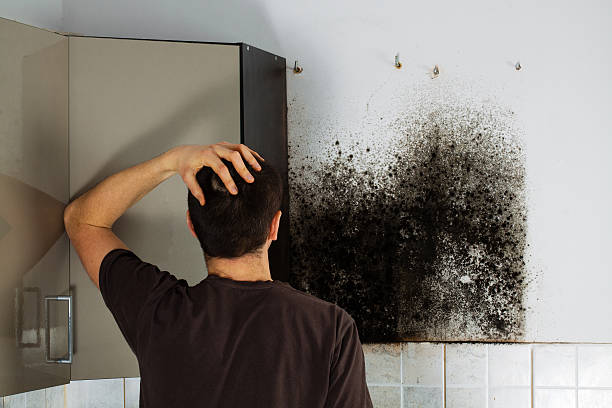 Best Mold Removal Near Me  in Woodall, OK
