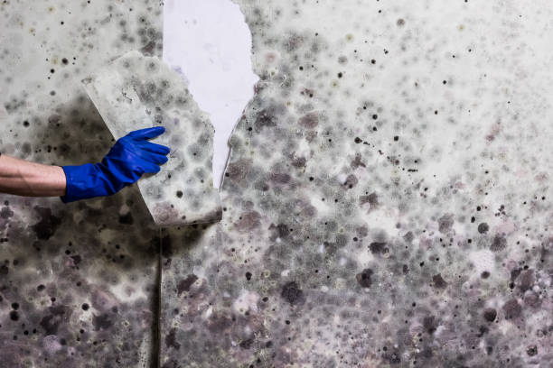 Trusted Woodall, OK Mold Removal Experts